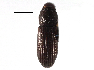  ( - CCDB-28534-C10)  @11 [ ] CreativeCommons - Attribution (2015) CBG Photography Group Centre for Biodiversity Genomics