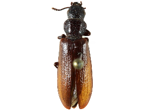  ( - CCDB-28534-F12)  @11 [ ] CreativeCommons - Attribution (2015) CBG Photography Group Centre for Biodiversity Genomics