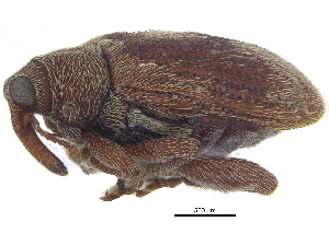  ( - CCDB-28535-F06)  @11 [ ] CreativeCommons - Attribution (2015) CBG Photography Group Centre for Biodiversity Genomics
