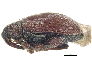  ( - CCDB-28535-F08)  @11 [ ] CreativeCommons - Attribution (2015) CBG Photography Group Centre for Biodiversity Genomics