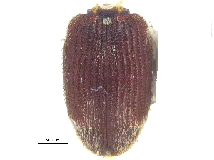  ( - CCDB-28535-F10)  @11 [ ] CreativeCommons - Attribution (2015) CBG Photography Group Centre for Biodiversity Genomics