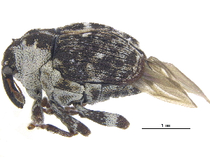  ( - CCDB-28535-G10)  @11 [ ] CreativeCommons - Attribution (2015) CBG Photography Group Centre for Biodiversity Genomics