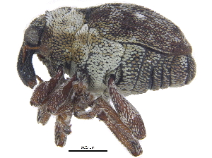  ( - CCDB-28535-G11)  @11 [ ] CreativeCommons - Attribution (2015) CBG Photography Group Centre for Biodiversity Genomics