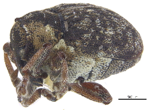  ( - CCDB-28535-G12)  @11 [ ] CreativeCommons - Attribution (2015) CBG Photography Group Centre for Biodiversity Genomics