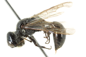 ( - CCDB-28540-C07)  @11 [ ] CreativeCommons - Attribution (2015) CBG Photography Group Centre for Biodiversity Genomics