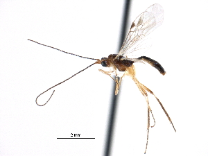  ( - CCDB-28540-E05)  @11 [ ] CreativeCommons - Attribution (2015) CBG Photography Group Centre for Biodiversity Genomics