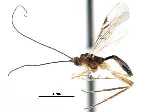  ( - CCDB-28540-E08)  @11 [ ] CreativeCommons - Attribution (2015) CBG Photography Group Centre for Biodiversity Genomics