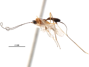  ( - CCDB-28540-E09)  @11 [ ] CreativeCommons - Attribution (2015) CBG Photography Group Centre for Biodiversity Genomics