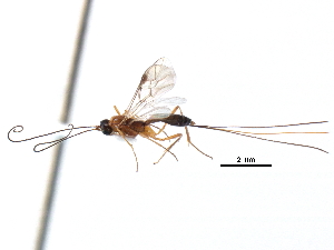  ( - CCDB-28540-E11)  @11 [ ] CreativeCommons - Attribution (2015) CBG Photography Group Centre for Biodiversity Genomics