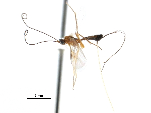  ( - CCDB-28540-F01)  @11 [ ] CreativeCommons - Attribution (2015) CBG Photography Group Centre for Biodiversity Genomics