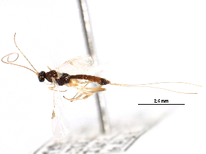  ( - CCDB-28540-G01)  @11 [ ] CreativeCommons - Attribution (2015) CBG Photography Group Centre for Biodiversity Genomics