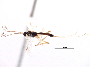  ( - CCDB-28540-G02)  @11 [ ] CreativeCommons - Attribution (2015) CBG Photography Group Centre for Biodiversity Genomics