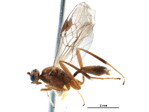  ( - CCDB-28540-H07)  @11 [ ] CreativeCommons - Attribution (2015) CBG Photography Group Centre for Biodiversity Genomics