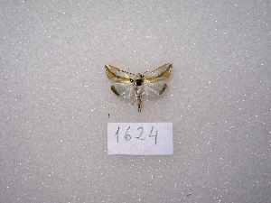  (Cucullia argyrina - MACN-Bar-Lep-ct 01624)  @12 [ ] Copyright (2011) MACN Museo Argentino de Ciencias Naturales 