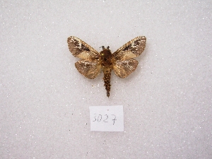  ( - MACN-Bar-Lep-ct 03027)  @12 [ ] Copyright (2011) MACN Museo Argentino de Ciencias Naturales 