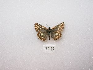  ( - MACN-Bar-Lep-ct 03098)  @12 [ ] Copyright (2011) MACN Museo Argentino de Ciencias Naturales 