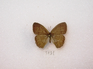  (Paryphthimoides poltys - MACN-Bar-Lep-ct 03131)  @13 [ ] Copyright (2012) MACN Museo Argentino de Ciencias Naturales 