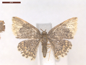  ( - CLV6973)  @13 [ ] CreativeCommons  Attribution Non-Commercial Share-Alike (2019) Carlos Lopez Vaamonde Institut National de la Recherche Agronomique, Zoologie Forestiere