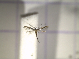  ( - IO0112)  @12 [ ] CreativeCommons - Attribution Non-Commercial Share-Alike (2015) Carlos Lopez Vaamonde Institut National Recherche Agronomique Zoologie Forestiere