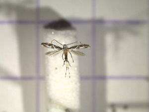  ( - IO0115)  @12 [ ] CreativeCommons - Attribution Non-Commercial Share-Alike (2015) Carlos Lopez Vaamonde Institut National Recherche Agronomique Zoologie Forestiere