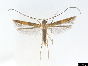  ( - CLV6836)  @11 [ ] CreativeCommons  Attribution Non-Commercial Share-Alike (2018) Carlos Lopez Vaamonde Institut National de la Recherche Agronomique, Zoologie Forestiere