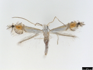  ( - CLV6865)  @13 [ ] CreativeCommons  Attribution Non-Commercial Share-Alike (2018) Carlos Lopez Vaamonde Institut National de la Recherche Agronomique, Zoologie Forestiere