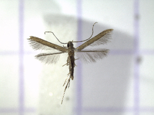  ( - IO0427)  @14 [ ] CreativeCommons - Attribution Non-Commercial Share-Alike (2015) Carlos Lopez Vaamonde Institut National Recherche Agronomique Zoologie Forestiere