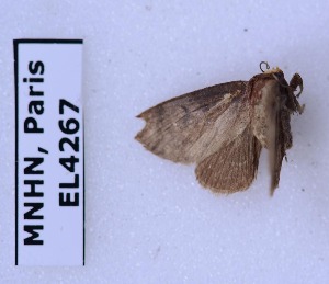  ( - EL4267)  @12 [ ] CreativeCommons - Attribution (2015) Rodolphe Rougerie Mus&eacute;um national d'Histoire Naturelle, Paris