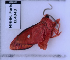  ( - EL4343)  @13 [ ] CreativeCommons - Attribution (2015) Rodolphe Rougerie Mus&eacute;um national d'Histoire Naturelle, Paris