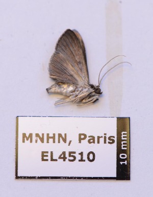  ( - EL4510)  @12 [ ] CreativeCommons - Attribution (2015) Rodolphe Rougerie Mus&eacute;um national d'Histoire Naturelle, Paris