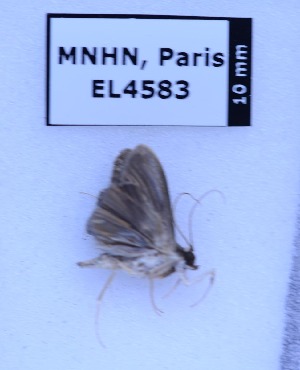  ( - EL4583)  @12 [ ] CreativeCommons - Attribution (2015) Rodolphe Rougerie Mus&eacute;um national d'Histoire Naturelle, Paris