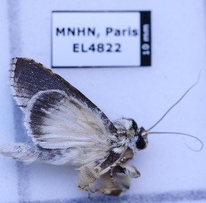  ( - EL4822)  @12 [ ] CreativeCommons - Attribution (2015) Rodolphe Rougerie Mus&eacute;um national d'Histoire Naturelle, Paris