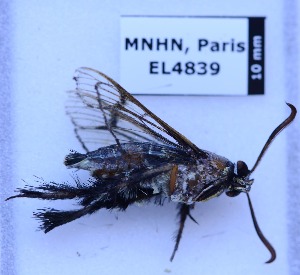  ( - EL4839)  @12 [ ] CreativeCommons - Attribution (2015) Rodolphe Rougerie Mus&eacute;um national d'Histoire Naturelle, Paris
