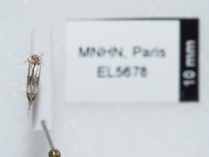  ( - EL5678)  @12 [ ] CreativeCommons - Attribution (2015) Rodolphe Rougerie Mus&eacute;um national d'Histoire Naturelle, Paris