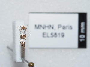  ( - EL5819)  @12 [ ] CreativeCommons - Attribution (2015) Rodolphe Rougerie Mus&eacute;um national d'Histoire Naturelle, Paris