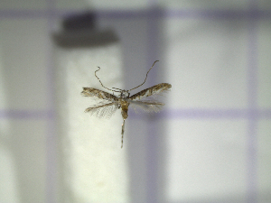  ( - IO0066)  @12 [ ] CreativeCommons - Attribution Non-Commercial Share-Alike (2015) Carlos Lopez Vaamonde Institut National Recherche Agronomique Zoologie Forestiere