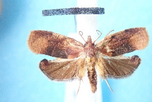  ( - CLV6604)  @11 [ ] CreativeCommons  Attribution Non-Commercial Share- (2018) Carlos Lopez Vaamonde Institut National de la Recherche Agronomique, Zoologie Forestiere