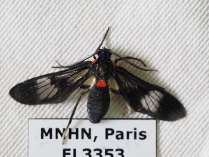  (Heterodontia fenestrina - EL3353)  @14 [ ] CreativeCommons - Attribution (2015) Rodolphe Rougerie Muséum national d'Histoire Naturelle, Paris