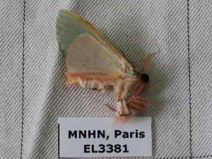  ( - EL3381)  @12 [ ] CreativeCommons - Attribution (2015) Rodolphe Rougerie Muséum national d'Histoire Naturelle, Paris