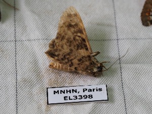  ( - EL3398)  @12 [ ] CreativeCommons - Attribution (2015) Rodolphe Rougerie Mus&eacute;um national d'Histoire Naturelle, Paris