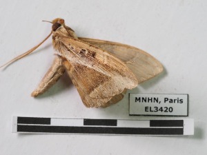  ( - EL3420)  @12 [ ] CreativeCommons - Attribution (2015) Rodolphe Rougerie Mus&eacute;um national d'Histoire Naturelle, Paris