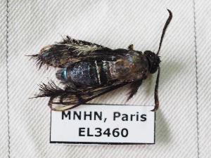  ( - EL3460)  @13 [ ] CreativeCommons - Attribution (2015) Rodolphe Rougerie Mus&eacute;um national d'Histoire Naturelle, Paris