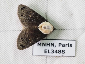  ( - EL3488)  @13 [ ] CreativeCommons - Attribution (2015) Rodolphe Rougerie Mus&eacute;um national d'Histoire Naturelle, Paris