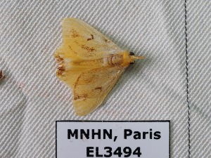  ( - EL3494)  @11 [ ] CreativeCommons - Attribution (2015) Rodolphe Rougerie Mus&eacute;um national d'Histoire Naturelle, Paris