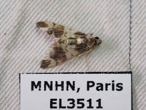  ( - EL3511)  @12 [ ] CreativeCommons - Attribution (2015) Rodolphe Rougerie Mus&eacute;um national d'Histoire Naturelle, Paris