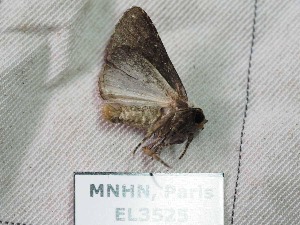  ( - EL3525)  @13 [ ] CreativeCommons - Attribution (2015) Rodolphe Rougerie Mus&eacute;um national d'Histoire Naturelle, Paris