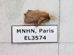  ( - EL3574)  @12 [ ] CreativeCommons - Attribution (2015) Rodolphe Rougerie Mus&eacute;um national d'Histoire Naturelle, Paris