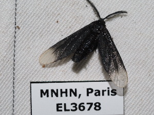  ( - EL3678)  @12 [ ] CreativeCommons - Attribution (2015) Rodolphe Rougerie Mus&eacute;um national d'Histoire Naturelle, Paris