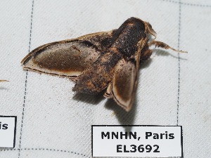  ( - EL3692)  @12 [ ] CreativeCommons - Attribution (2015) Rodolphe Rougerie Muséum national d'Histoire Naturelle, Paris