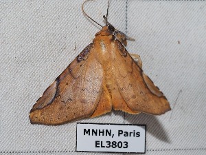  ( - EL3803)  @13 [ ] CreativeCommons - Attribution (2015) Rodolphe Rougerie Muséum national d'Histoire Naturelle, Paris